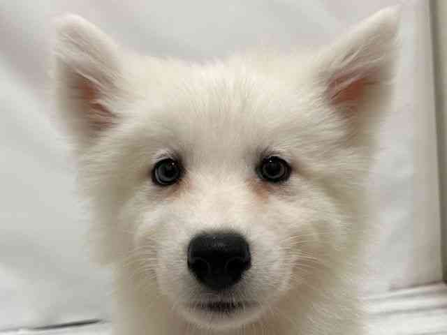 和歌山県のサモエド (ひごペットフレンドリーパームシティ和歌山店/2026年2月28日生まれ/男の子/ホワイト)の子犬の1枚目の画像