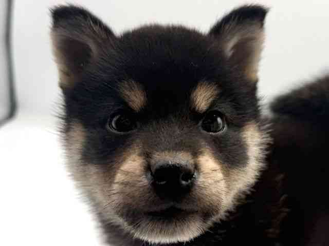 愛知県の柴犬(標準サイズ) (ひごペットフレンドリープライムツリー赤池店/2026年2月27日生まれ/男の子/黒)の子犬の1枚目の画像