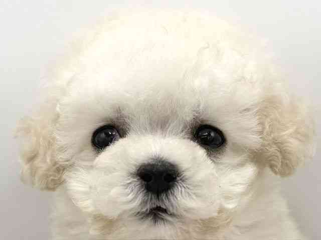 大阪府のトイプードル(トイ) (ひごペットフレンドリーららぽーとEXPOCITY店/2026年3月1日生まれ/男の子/ホワイト)の子犬の1枚目の画像