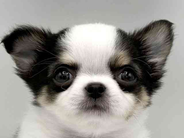 大阪府のチワワ(ロング) (ひごペットフレンドリーららぽーとEXPOCITY店/2026年3月1日生まれ/女の子/ホワイトブラッククリーム)の子犬の1枚目の画像