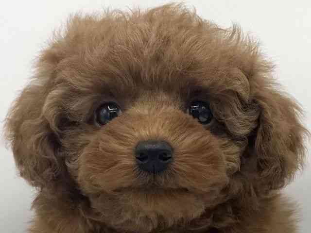 大阪府のトイプードル(トイ) (ひごペットフレンドリーららぽーとEXPOCITY店/2026年3月1日生まれ/女の子/レッドフォーン)の子犬の1枚目の画像