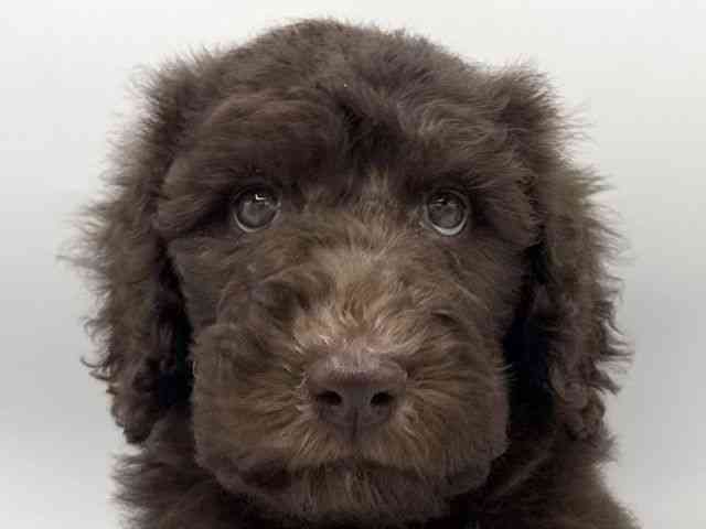 大阪府のスタンダードプードル (ひごペットフレンドリーららぽーとEXPOCITY店/2026年2月24日生まれ/男の子/ブラウン)の子犬の1枚目の画像