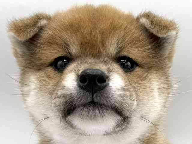 大阪府の柴犬(標準サイズ) (ひごペットフレンドリーららぽーとEXPOCITY店/2026年3月2日生まれ/女の子/赤)の子犬の1枚目の画像