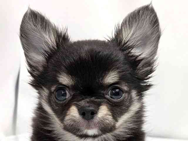 広島県のチワワ(ロング) (ひごペットフレンドリーゆめタウン廿日市店/2026年2月26日生まれ/男の子/ブラッククリーム)の子犬の1枚目の画像