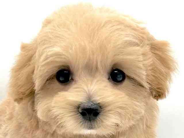 島根県のハーフ犬・ミックス犬 (ひごペットフレンドリーイオン松江ショッピングセンター店/2026年2月28日生まれ/女の子/クリーム)の子犬の1枚目の画像
