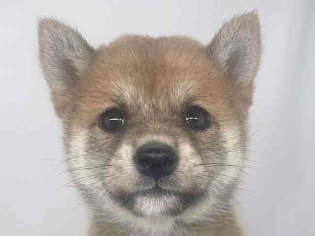 兵庫県の柴犬(標準サイズ) (ひごペットフレンドリーイオンタウン加古川店/2026年2月26日生まれ/女の子/赤)の子犬の1枚目の画像