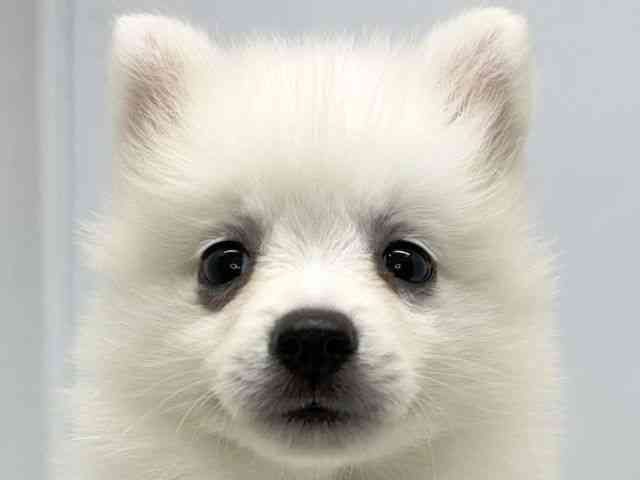 大阪府の日本スピッツ (ひごペットフレンドリーセブンパーク天美店/2026年2月26日生まれ/女の子/ホワイト)の子犬の1枚目の画像