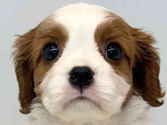 大阪府のキャバリアキングチャールズスパニエル (ひごペットフレンドリーセブンパーク天美店/2026年3月3日生まれ/女の子/ブレンハイム)の子犬の1枚目の画像