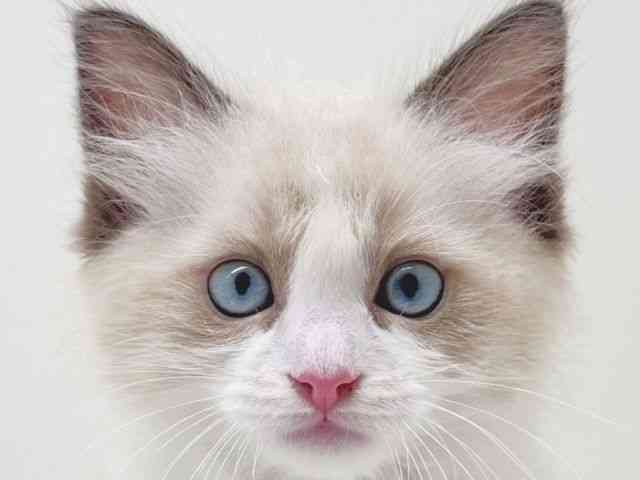 京都府のラグドール (ひごペットフレンドリーイズミヤショッピングセンター八幡店/2026年3月1日生まれ/男の子/シールポイントバイカラー)の子猫