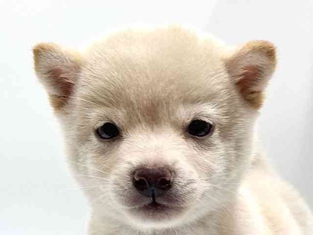 愛知県の柴犬(標準サイズ) (ひごペットフレンドリーヴィアモール アピタ江南西店/2026年2月15日生まれ/女の子/白)の子犬の1枚目の画像