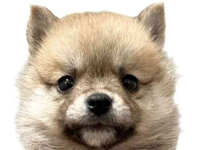 愛媛県の柴犬(標準サイズ) (ひごペットフレンドリーエミフルMASAKI店/2026年2月18日生まれ/男の子/赤)の子犬の1枚目の画像