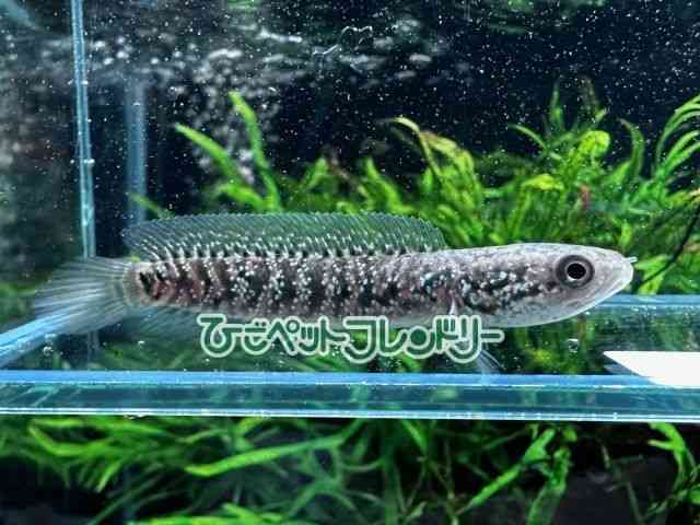 コウタイレッドギャラクシー　熱帯魚　大型魚　水槽　　 コウタイ[コウタイ レッドギャラクシー] | ひごペットフレンドリー