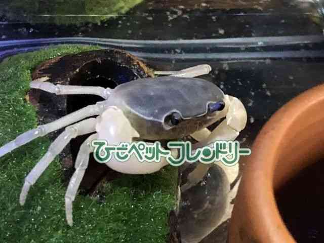 card-img