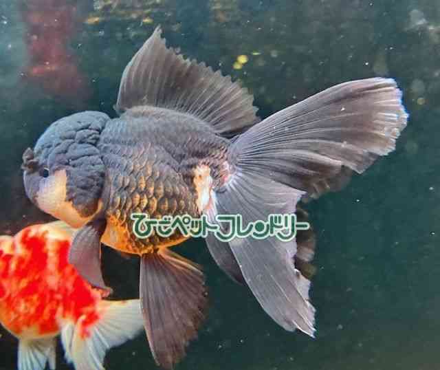 タイ産　真っ黒オランダと色変わり個体 オランダ獅子頭[真っ黒オランダ【タイ産】] | ひごペットフレンドリー