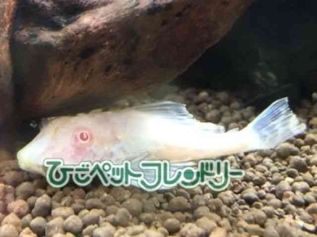 その他（中・大型）[アルビノセルフィンプレコ] | ひごペット