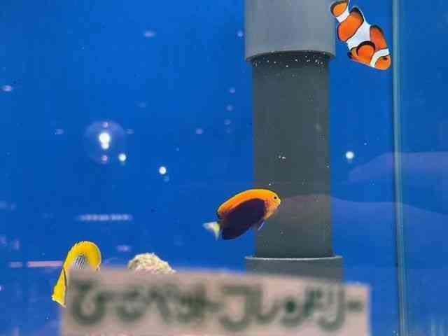 その他（小型ヤッコ）[アフリカンピグミーエンゼル] | ひごペット