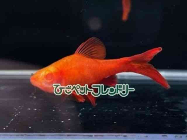 card-img
