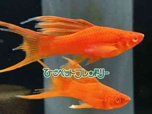 card-img