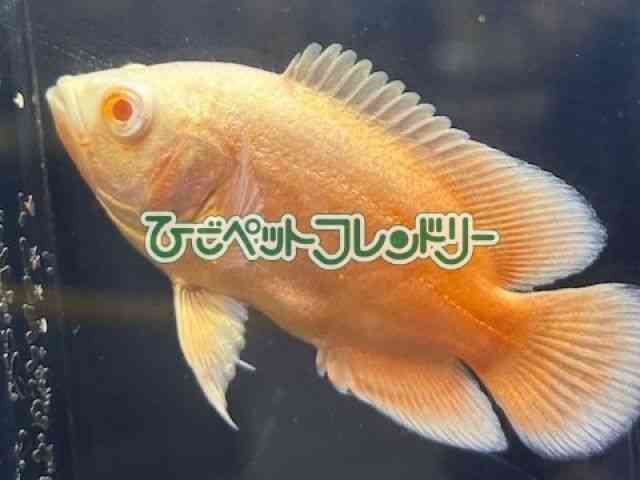 card-img