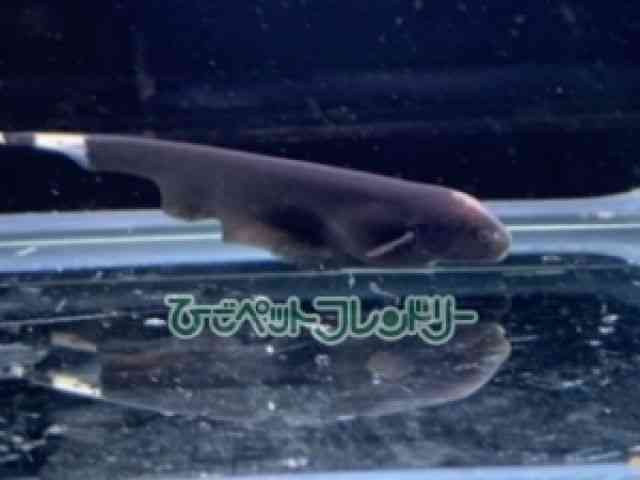 card-img