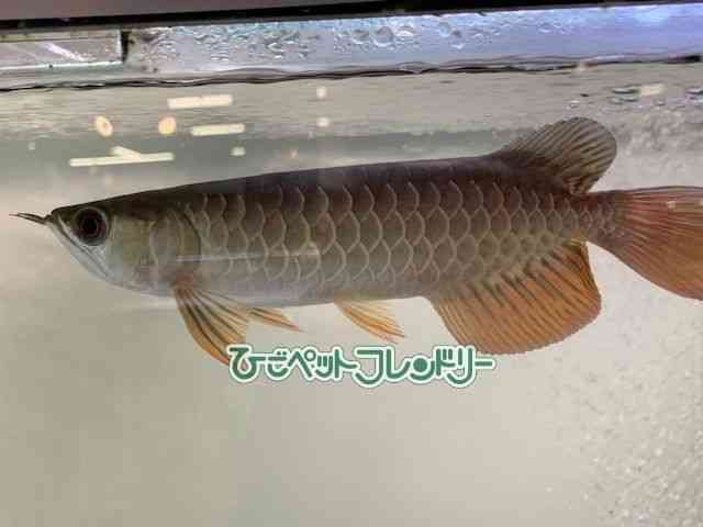 card-img