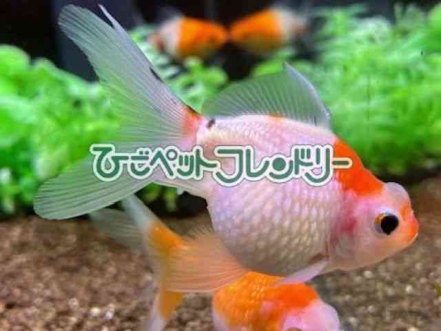 card-img