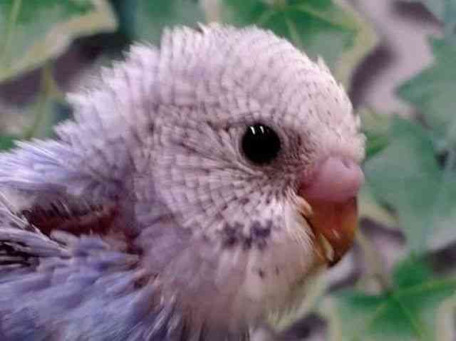 セキセイインコ[【カラー】ブルー系] | ひごペットフレンドリー