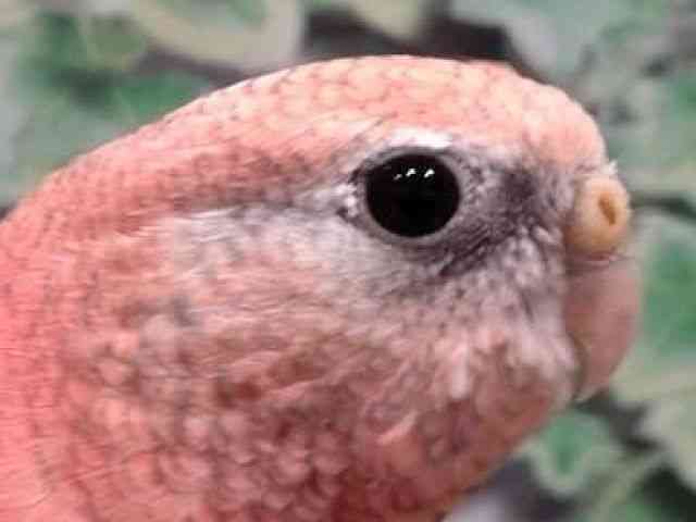 
                    アキクサインコ