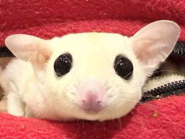 
                    フクロモモンガ