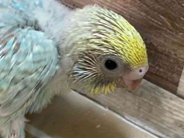 せきせいいんこ セキセイインコ🦜