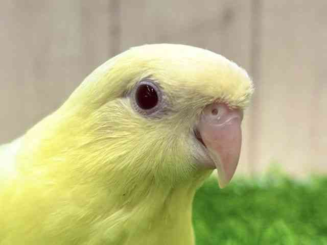 サザナミインコ[カラー【クリームイノ】] | ひごペットフレンドリー