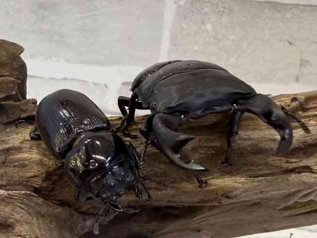 極太オオクワガタペアーNo2 1年2組極太オオクワガタ TUA プラチナ ペア | Dorcus Academy