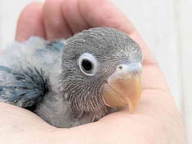 ボタンインコ、鳩、インコ尽くしの小紋　m4454 ルリゴシボタンインコ - Wikipedia
