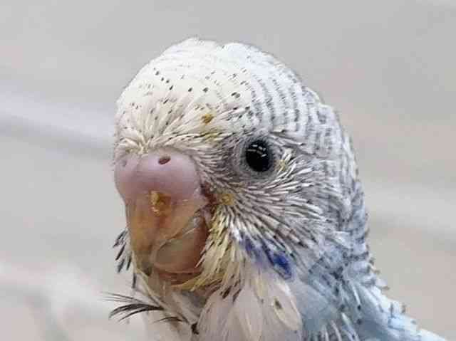 せきせいいんこ セキセイインコ (せきせいいんこ)とは【ピクシブ百科事典】