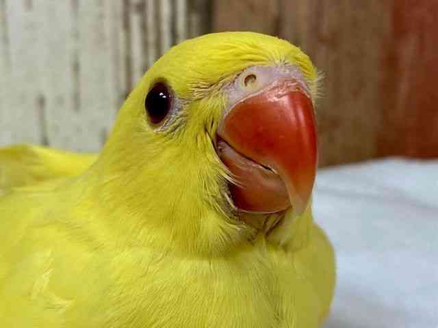その他[【ワカケホンセイインコ】（カラー）ルチノー] | ひごペット