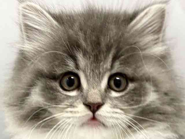 card-img