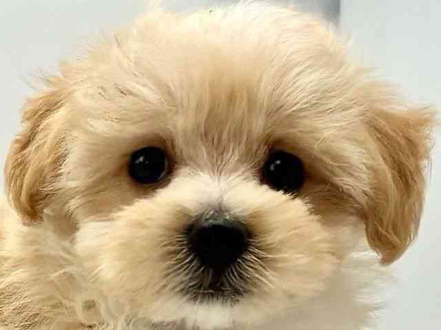 大阪府のハーフ犬・ミックス犬 (ひごペットフレンドリー東淀川店/2026年3月6日生まれ/男の子/クリーム)の子犬の1枚目の画像
