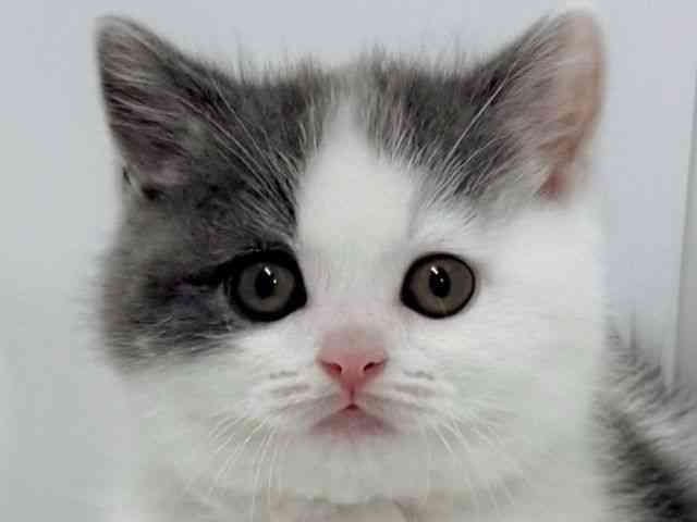 card-img