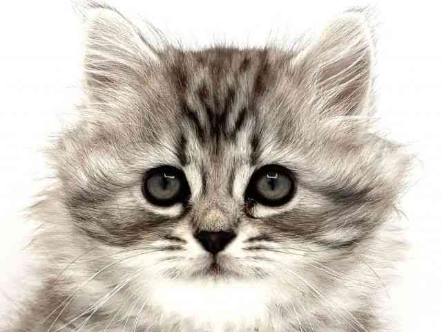 card-img