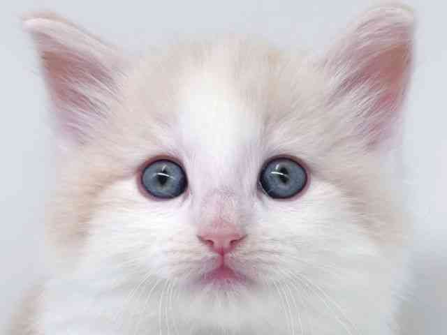 card-img