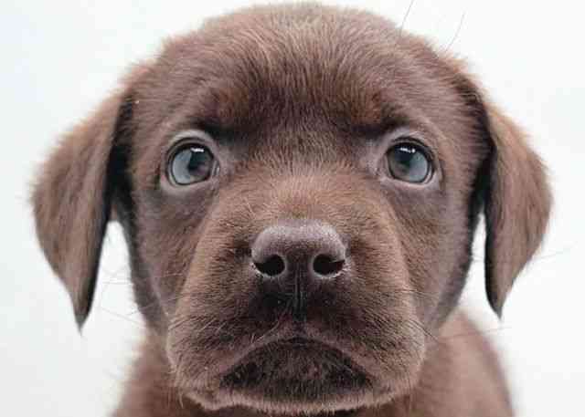 島根県のラブラドールレトリーバー (ひごペットフレンドリーイオン松江ショッピングセンター店/2026年3月14日生まれ/男の子/チョコレート)の子犬