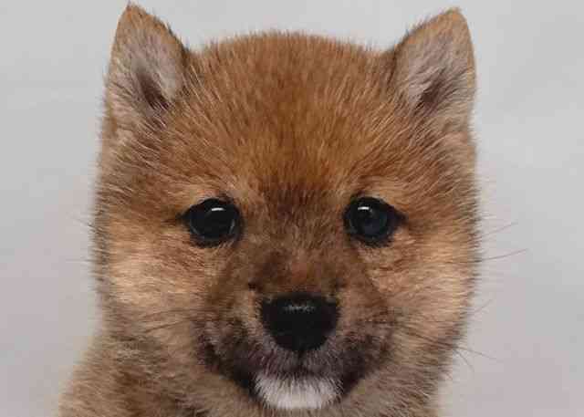 鳥取県の柴犬(標準サイズ) (ひごペットフレンドリーイオンモール鳥取北店/2026年3月14日生まれ/女の子/赤)の子犬の1枚目の画像