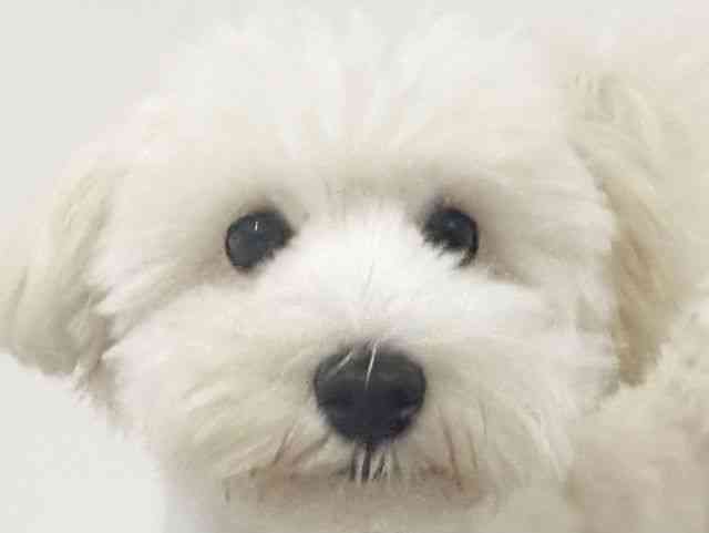 愛知県のハーフ犬・ミックス犬 (ひごペットフレンドリーイトーヨーカドー知多店/2026年3月14日生まれ/男の子/クリーム)の子犬の1枚目の画像