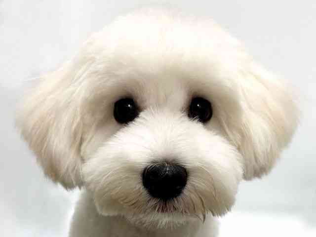 愛知県のハーフ犬・ミックス犬 (ひごペットフレンドリープライムツリー赤池店/2026年3月14日生まれ/男の子/クリーム)の子犬の1枚目の画像
