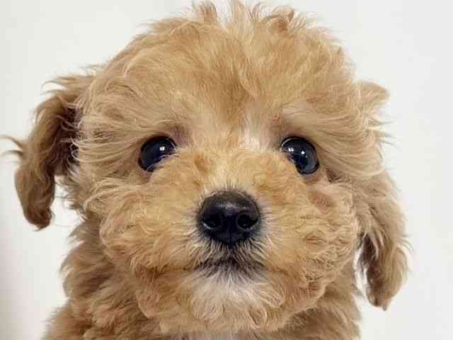 愛知県のハーフ犬・ミックス犬 (ひごペットフレンドリーイトーヨーカドー知多店/2026年3月15日生まれ/女の子/アプリコット)の子犬の1枚目の画像