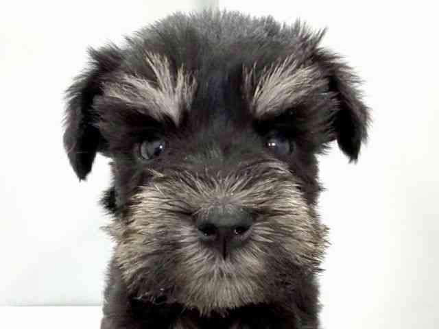 大阪府のミニチュアシュナウザー (ひごペットフレンドリーイズミヤショッピングセンター千里丘店/2026年3月14日生まれ/女の子/ブラックシルバー)の子犬の1枚目の画像