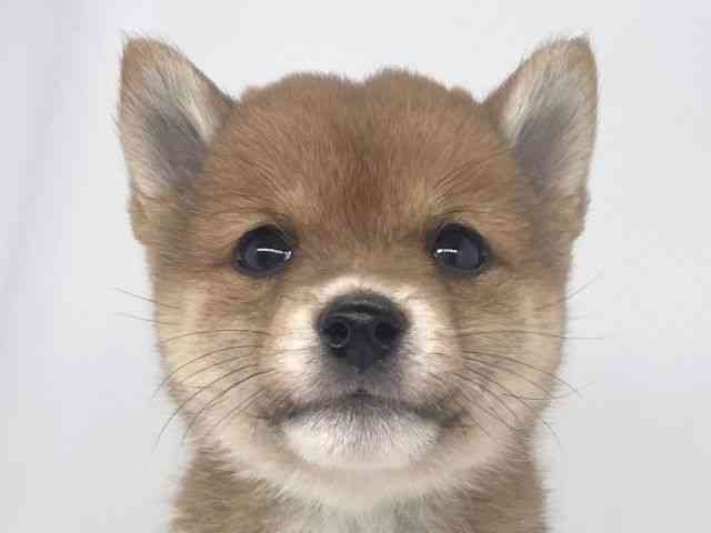 兵庫県の柴犬(標準サイズ) (ひごペットフレンドリーイオンタウン加古川店/2026年3月12日生まれ/女の子/赤)の子犬の1枚目の画像