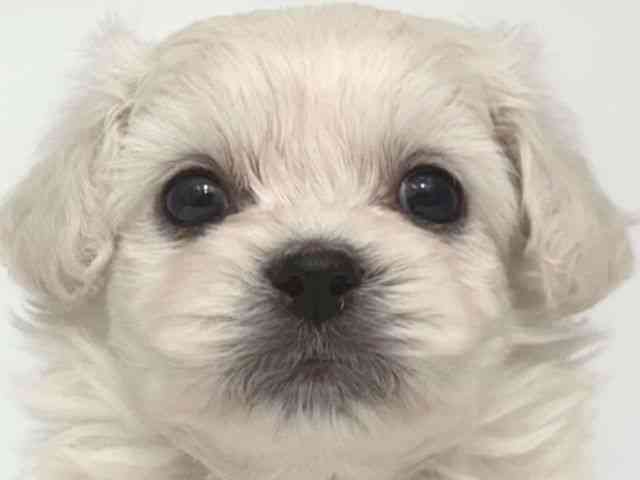 大阪府のハーフ犬・ミックス犬 (ひごペットフレンドリー岸和田店/2026年3月17日生まれ/男の子/ホワイト)の子犬の1枚目の画像