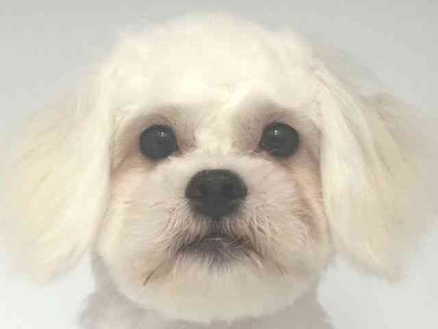 大阪府のハーフ犬・ミックス犬 (ひごペットフレンドリー岸和田店/2026年3月17日生まれ/男の子/ホワイト)の子犬の1枚目の画像