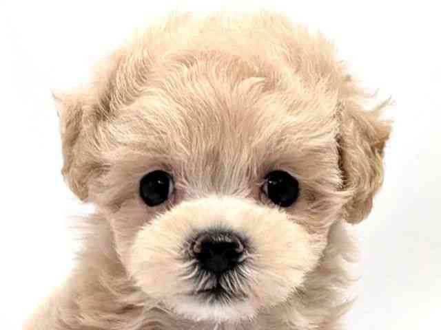 広島県のハーフ犬・ミックス犬 (ひごペットフレンドリーゆめタウン廿日市店/2026年3月22日生まれ/女の子/クリーム)の子犬の1枚目の画像